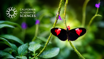 California Academy of Sciences butterfly exhibit