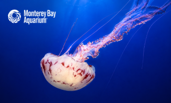 Monterey Bay Aquarium jellyfish exhibit